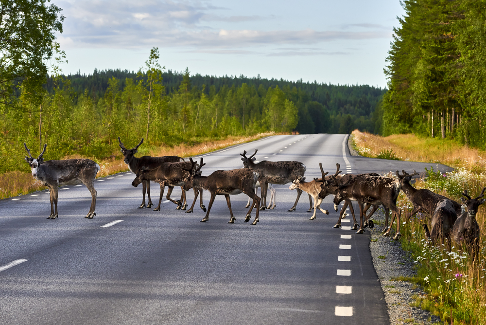 Reindeer on the Road